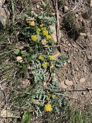 Cymopterus longipes