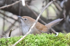 Locustella alishanensis
