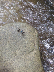 Diphlebia euphoeoides