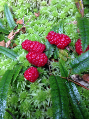 Rubus parvus