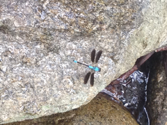 Diphlebia euphoeoides