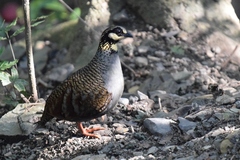 Taiwan Partridge photo 3