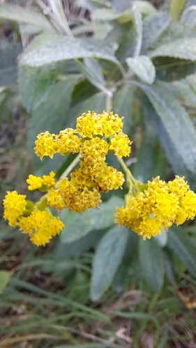 Senecio hypoleucus, photograph 3