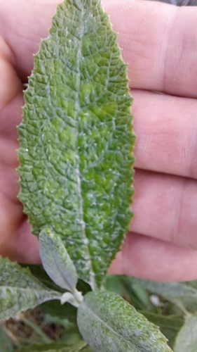 Senecio hypoleucus, photograph 4