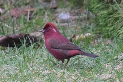Carpodacus formosanus