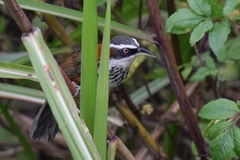 Pomatorhinus musicus