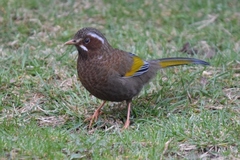 Trochalopteron morrisonianum