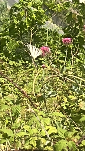 Scarce Swallowtail