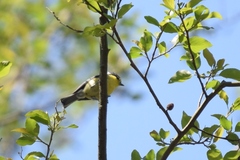 Machlolophus holsti