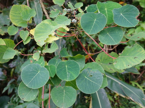 Homalanthus fastuosus observed 2026-06-27