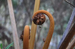 Alsophila celsa