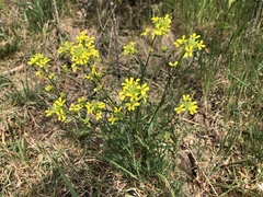 Erysimum crepidifolium