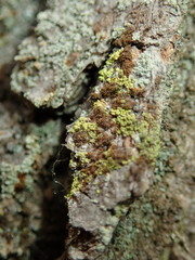 Chaenotheca chrysocephala