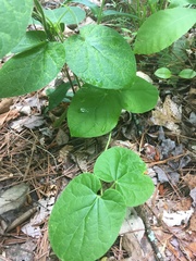 Aristolochia macrophylla