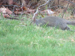 Sciurus carolinensis