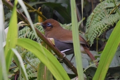 Pterorhinus poecilorhynchus