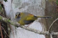 Liocichla steerii