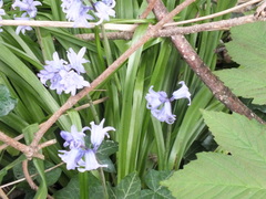 Hyacinthoides hispanica