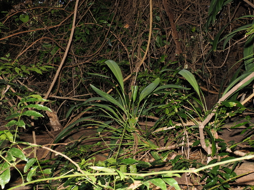 Cordyline petiolaris, photograph 6