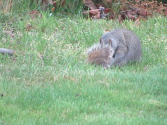 Sciurus carolinensis