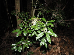 Argyrodendron trifoliolatum, photograph (c) Lucas Christofides, some rights reserved (CC BY)