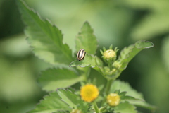 Paranaemia vittigera