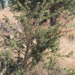 Acacia nefasia