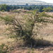 Acacia nefasia
