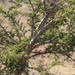 Acacia nefasia