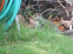 Sciurus carolinensis