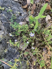 Chaetopappa asteroides