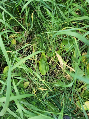 Klasea lycopifolia, photograph 2