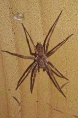 Uliodon albopunctatus