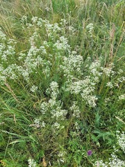 Eremogone longifolia