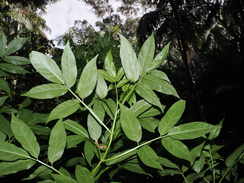 Sambucus australasica (Sambucus australasica)