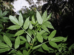 Sambucus australasica, photograph (c) Lucas Christofides, some rights reserved (CC BY)