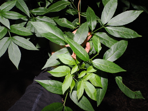 Sambucus australasica, photograph 5