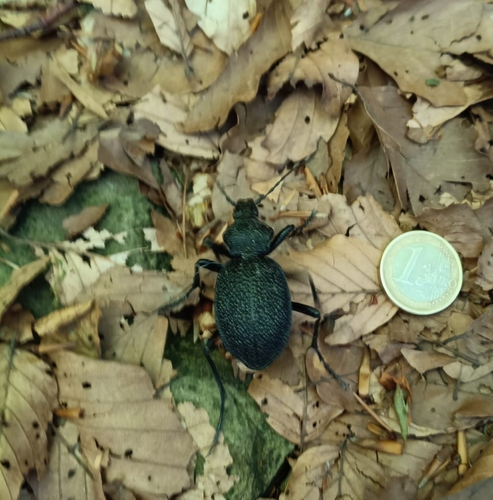 Carabus gigas