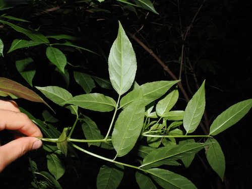 Sambucus australasica, photograph 6