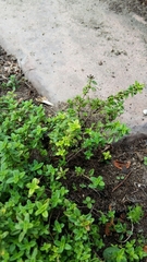 Thymus × citriodorus