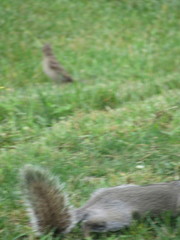 Sciurus carolinensis