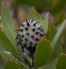 Leucospermum × hybridum
