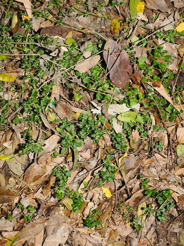 Chenopodium robertianum, photograph 1