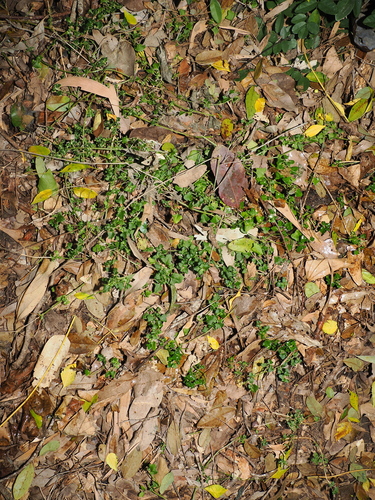 Chenopodium robertianum, photograph 2