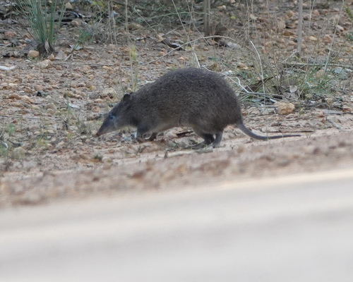 Quenda, photo 4 of 10