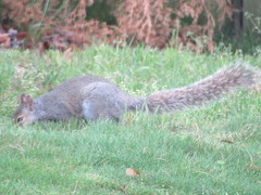 Sciurus carolinensis