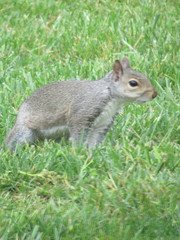 Sciurus carolinensis