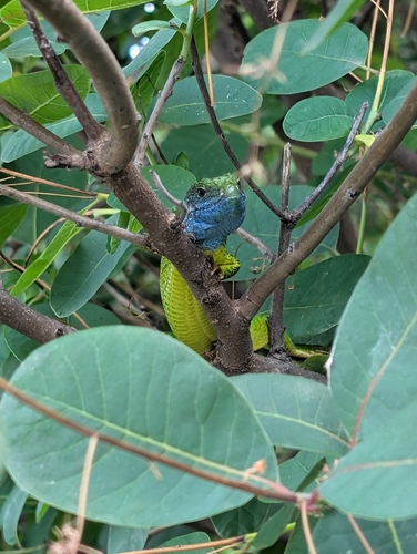 Green Lizard