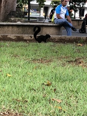 Sciurus variegatoides