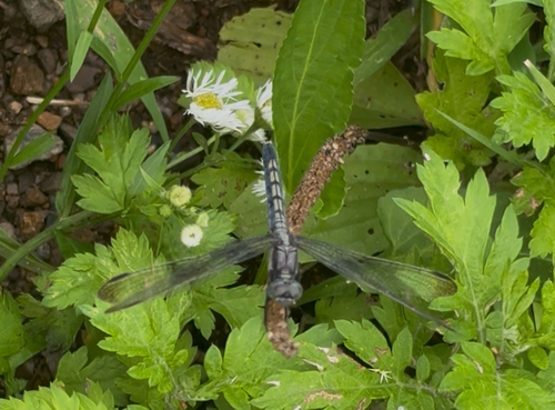 Orthetrum lineostigma